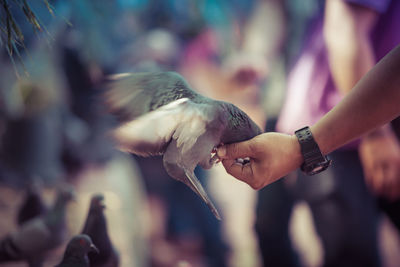 Cropped image of hand feeding pigeon