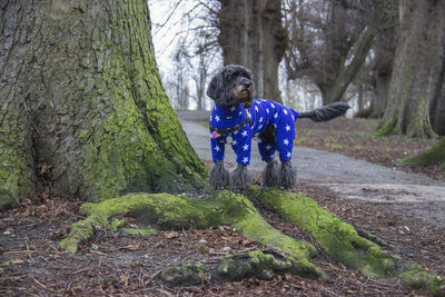 Dog standing by tree