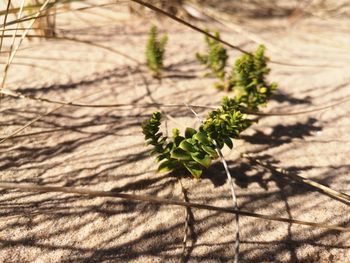 High angle view of plant on land
