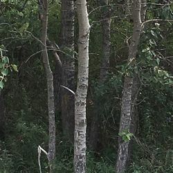 Close-up of tree trunk in forest