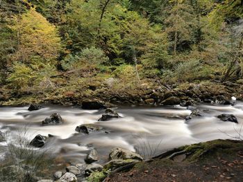 Scenic view of stream in forest