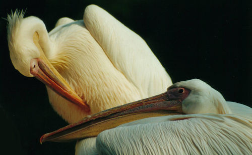 Close-up of swan