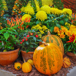 Pumpkins and yellow flowering plants