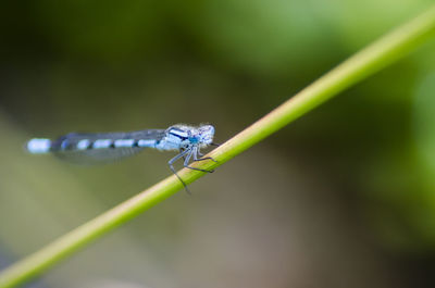 Close-up of insect on leaf