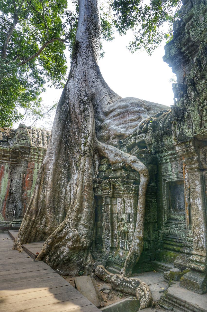 tree, tree trunk, built structure, architecture, building exterior, old, low angle view, day, branch, forest, growth, sunlight, tranquility, nature, outdoors, wood - material, clear sky, no people, history, old ruin