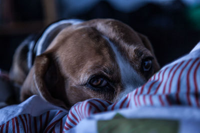 Close-up of dog lying on bed at home