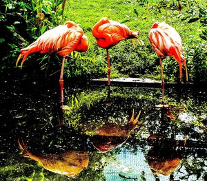 Close-up of birds in water