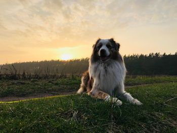 Dog looking away on field