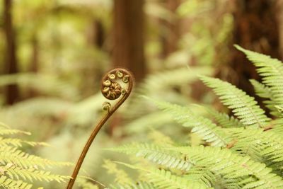 Close-up of plant growing outdoors