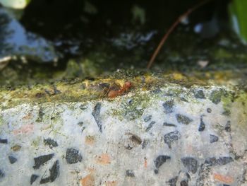 Close-up of insect on rock