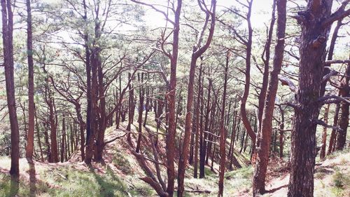 Trees in forest against sky