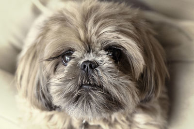 Close-up portrait of dog