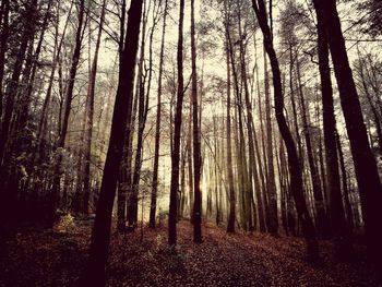 Trees in forest against sky