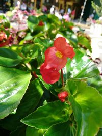 Close-up of red flowers blooming outdoors