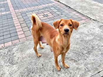 Portrait of dog standing on footpath