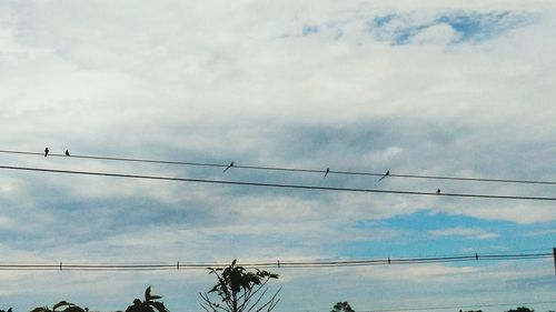 Low angle view of birds on cable against sky