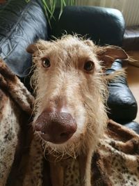 Close-up portrait of dog