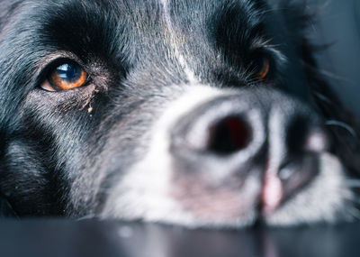 Close-up portrait of dog