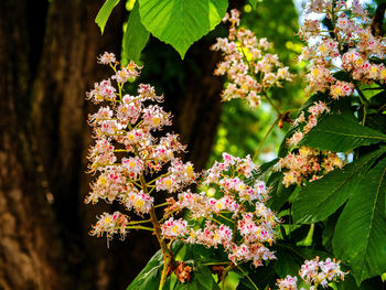 Close-up of pink flowering plant