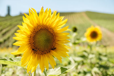 Close-up of sunflower blooming in field