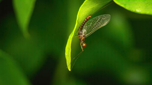 Close-up of insect on leaf