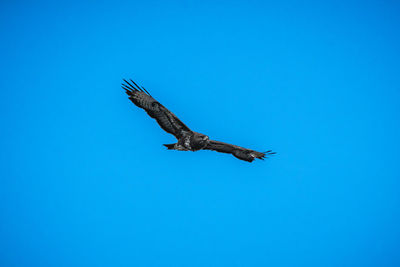 Low angle view of buzzard flying in sky