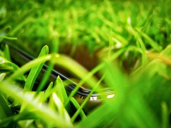 Close-up of grass