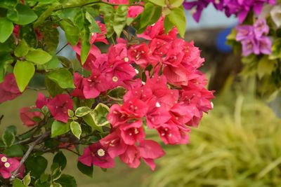 Close-up of bougainvillea blooming outdoors