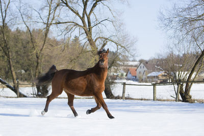 Beautiful brown mare running in wintry landscape