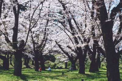 Trees in park