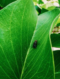 Close-up of fly on leaf