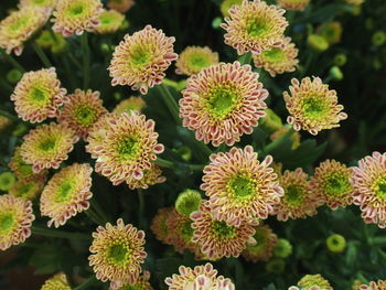 Close-up of cactus flowers blooming outdoors