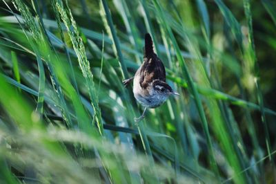 Close-up of a bird perched in grass