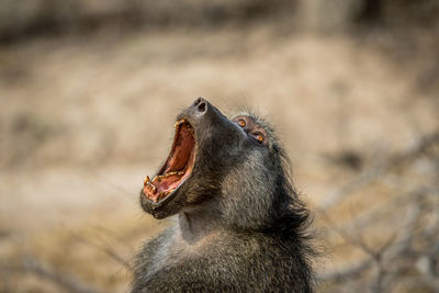 Close-up of monkey with mouth open