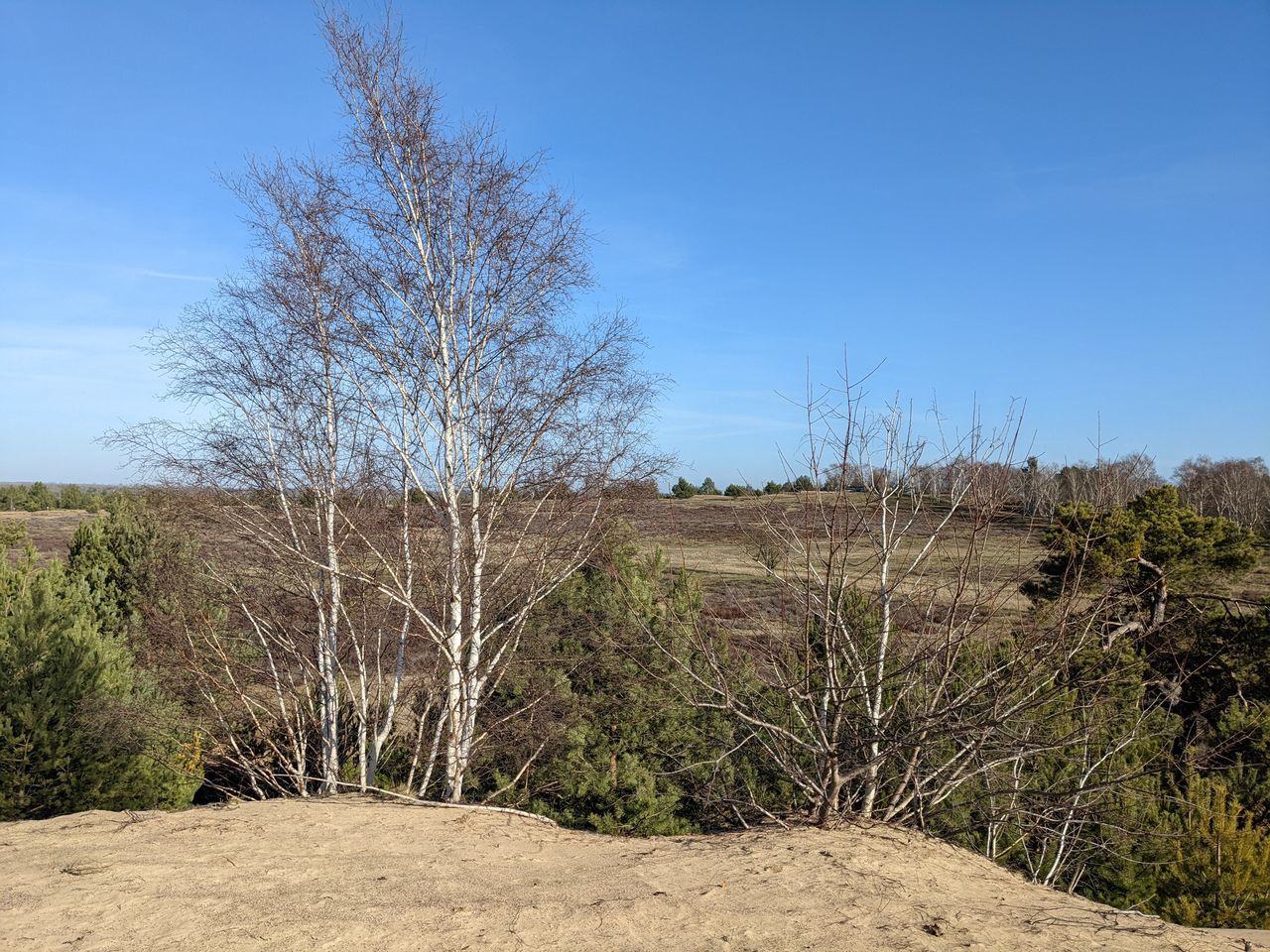 plant, sky, tree, natural environment, landscape, nature, land, environment, no people, scenics - nature, wilderness, blue, tranquility, grass, beauty in nature, desert, clear sky, day, tranquil scene, non-urban scene, bare tree, soil, hill, outdoors, rural area, arid climate, growth, sunlight, sunny, remote, sand, semi-arid