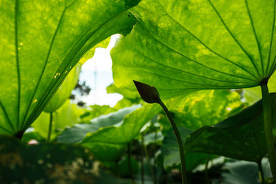 Close-up of fresh green leaves