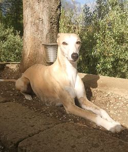 Dog sitting on tree trunk