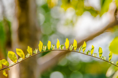 Close-up of yellow leaves on plant