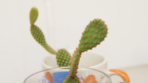 Close-up of potted plant yellow spike and orange spike opuntia microdasys against white background