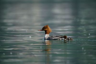 Close-up of ducks swimming on lake