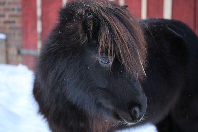 Close-up of a dog