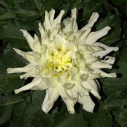 Close-up of white flower blooming outdoors