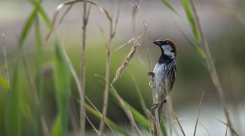 Close-up of bird perching on plant