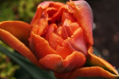 Close-up of red flower