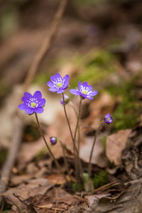 Close-up of purple flowering plant on field