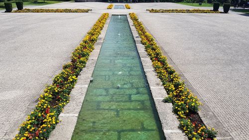 High angle view of yellow flowering plants on footpath