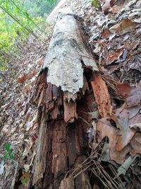 Close-up of mushroom growing on tree trunk