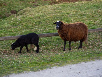 Sheep standing in a field