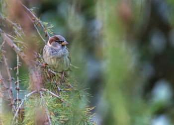 Close-up of bird perching on plant