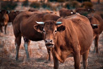 Portrait of cows on field